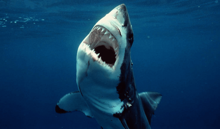 Imágenes tiburones