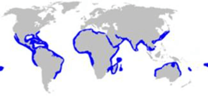 Mapa de Hábitat del Tiburón Martillo