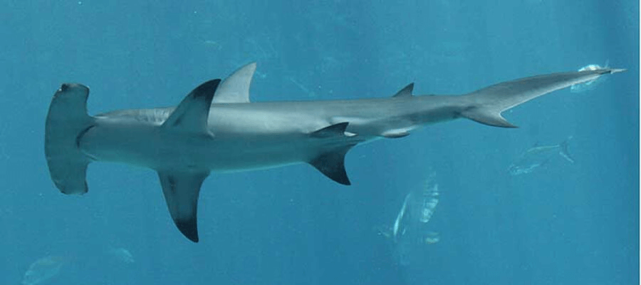 Progenitura del tiburón martillo