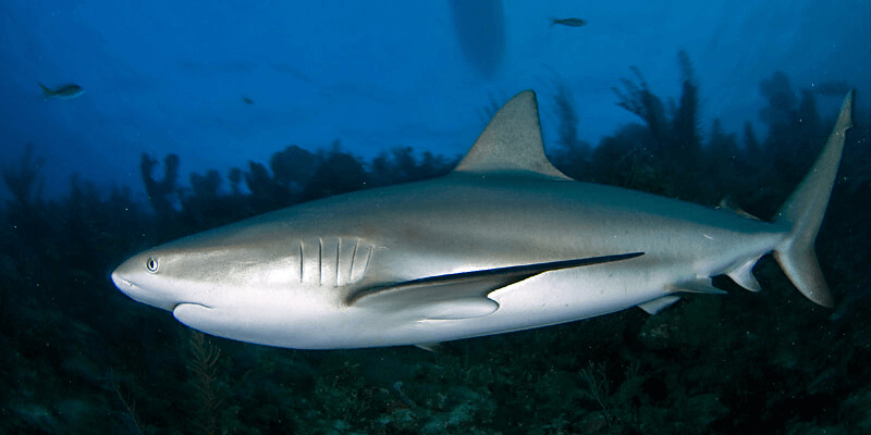 Foto de un tiburón gris mar abierto 