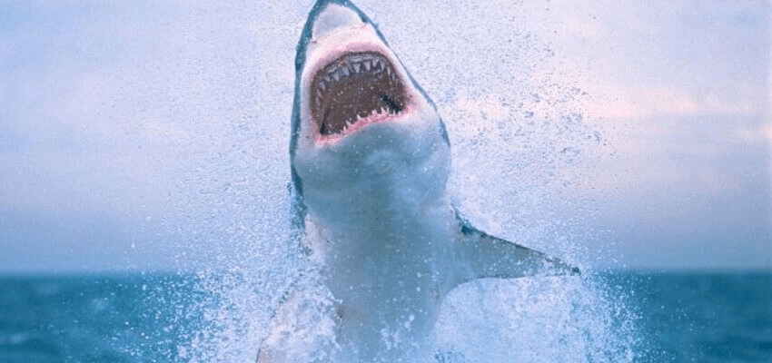 Foto del ataque del gran tiburón blanco