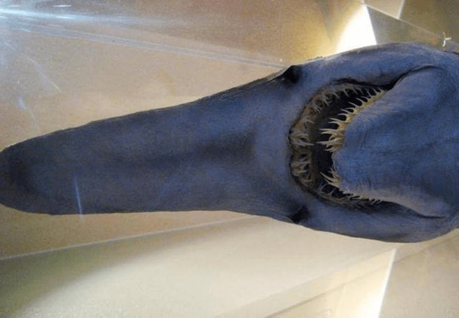  Imagen de las bocas salientes principal caracteristica del tiburón duende