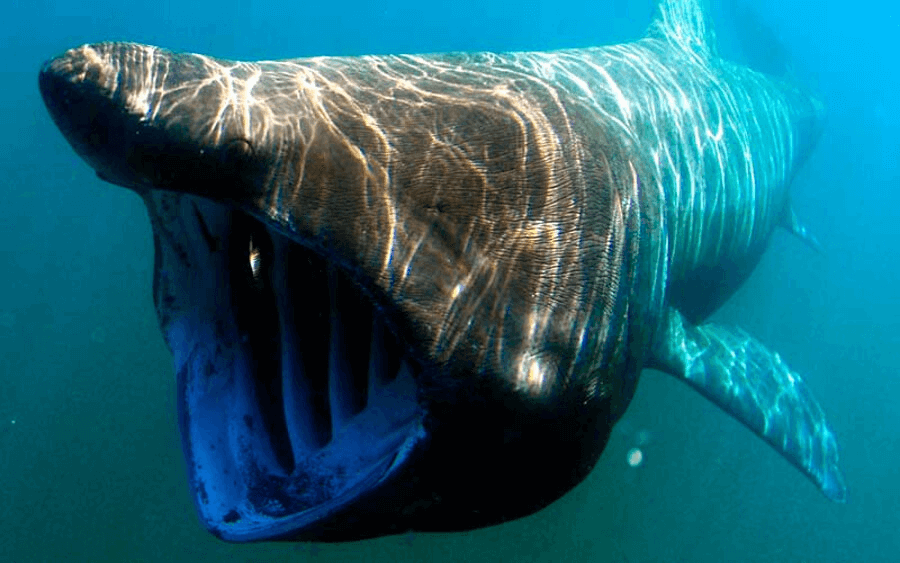 Imagenes del tiburón peregrino