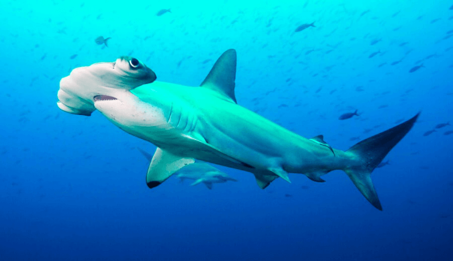 Comportamiento de caza del tiburón martillo