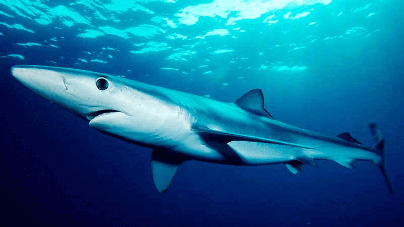 Imágen del comportamiento Social del Tiburón Azul