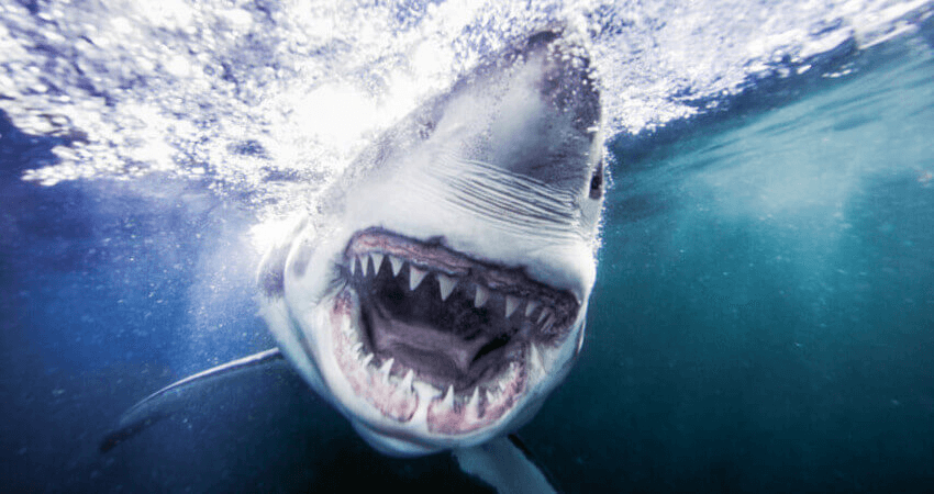 Imagen de los dientes blancos del tiburón