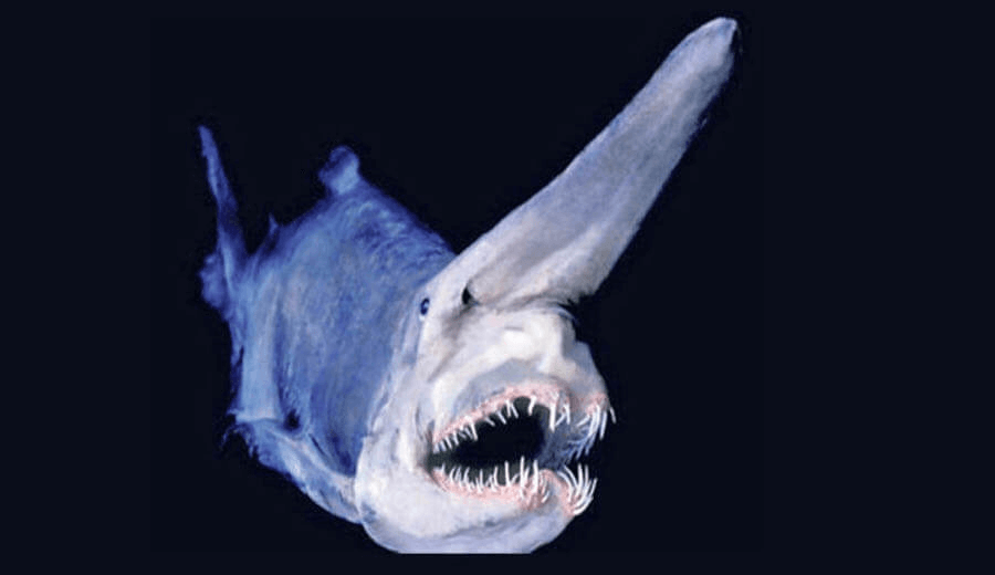 Estructuras únicas de boca y dientes del tiburón duende