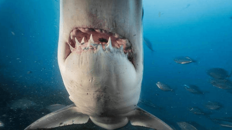 Imagen del Gran tiburón blanco national geographic