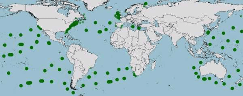 Mapa del hábitat del tiburón peregrino