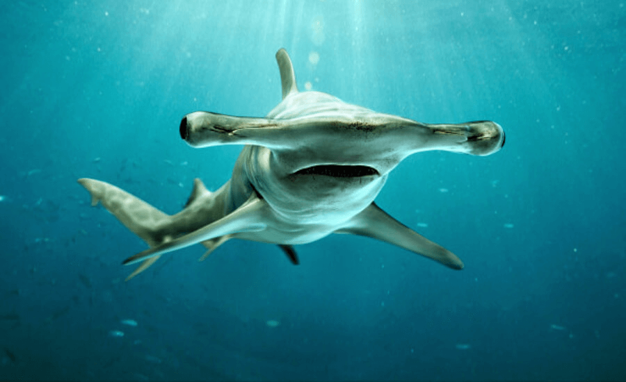 Imagenes de las 9 especies diferentes de tiburones martillo