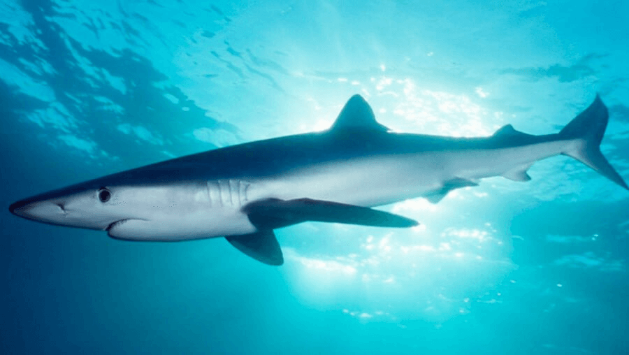 Fotos del sistema sensorial del tiburón azul