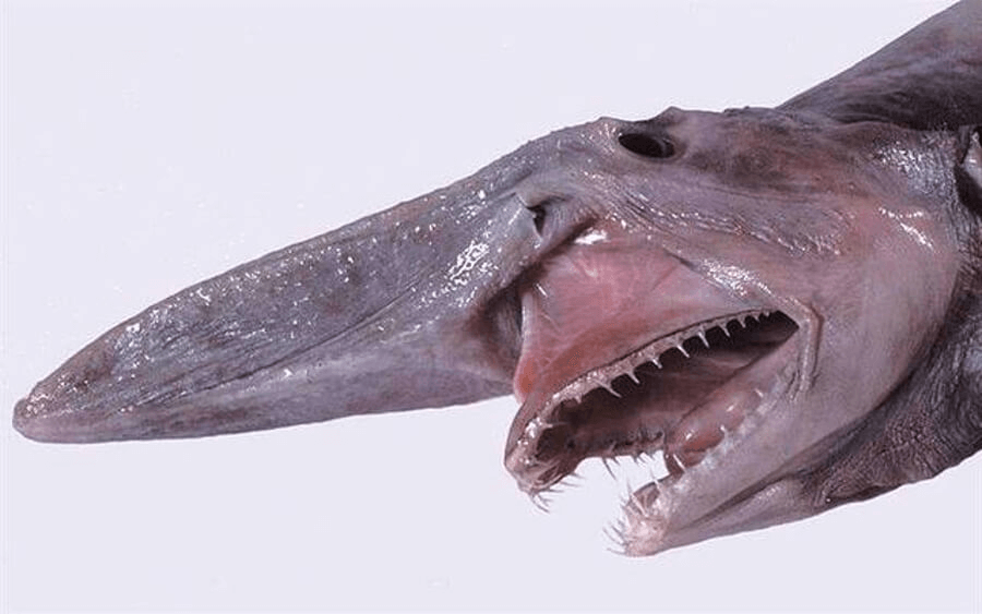 Imágenes sorprendentes de la boca saliente! Tácticas de dieta y caza del tiburón duende