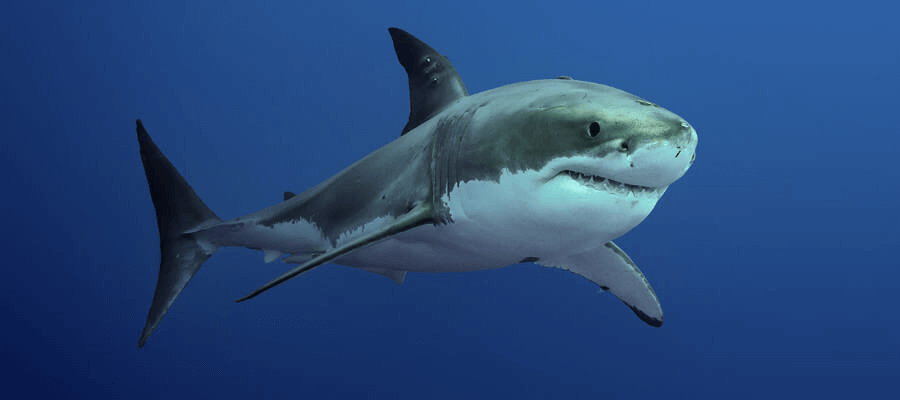Tiburón blanco dibujo