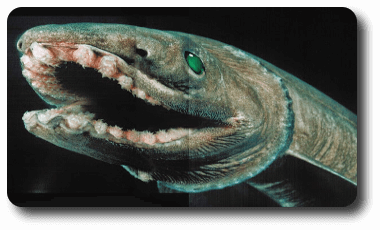 Tiburón anguila