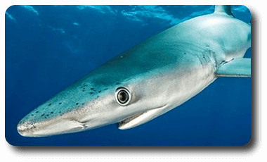 Tiburón azul