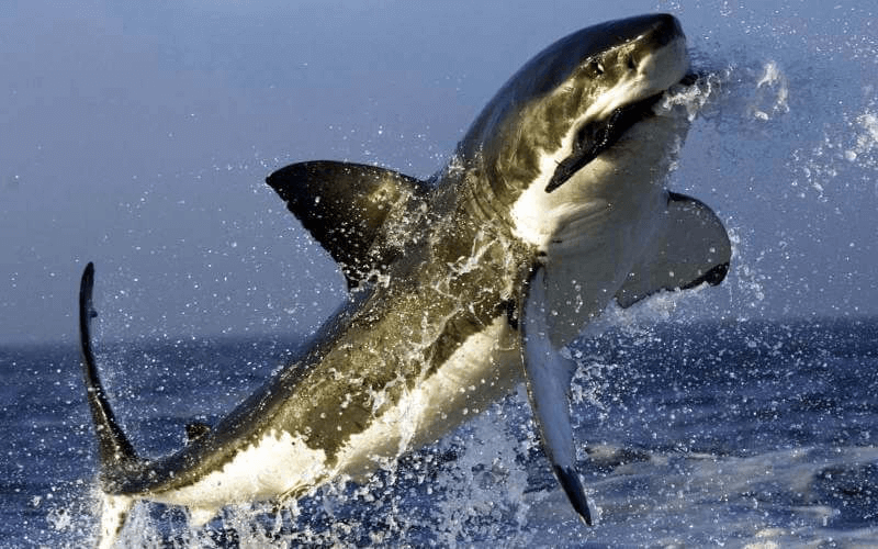 Foto de un tiburón blanco comiendo una persona