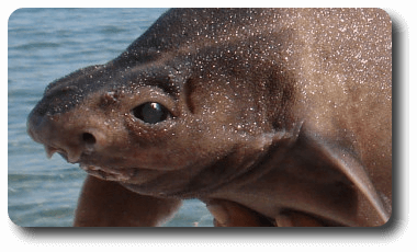 Tiburón cerdo marino espinoso