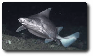 Tiburón cerdo marino velero