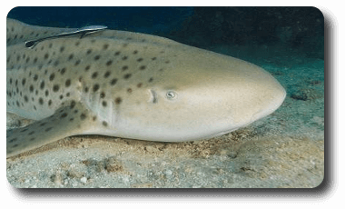 Tiburón de arrecife