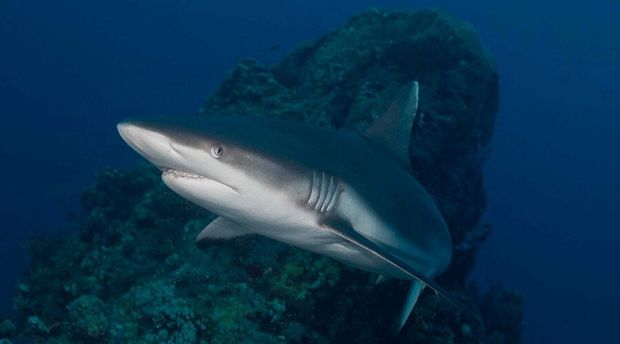 Tiburón gris arrecife atacando