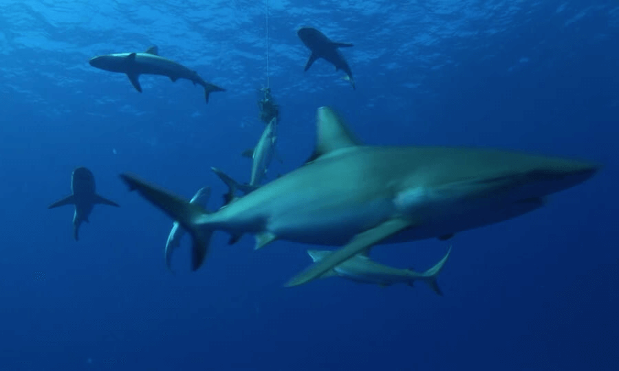 Imagen de un tiburón gris de arrecife cazando