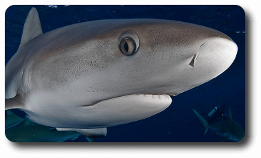 Tiburón de arrecife gris