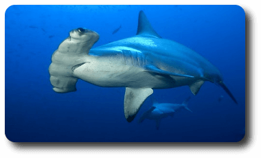 Tiburón martillo festoneado