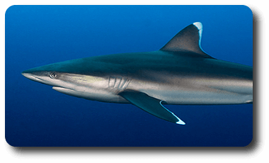 Tiburón puntas plateadas