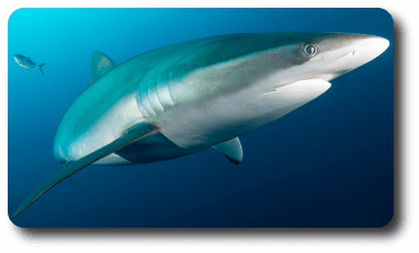 Tiburón Sedoso