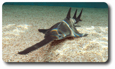 Tiburón sierra Bahamas